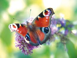 schoonheid van een vlinder